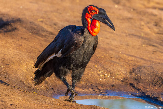 Serengeti--Southern Ground Hornbill print