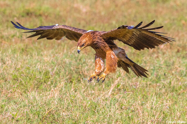 Serengeti--Tawny Eagle Flying print