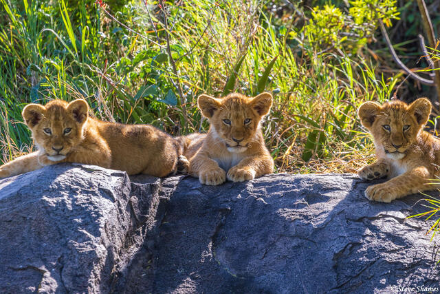 Serengeti--Three Lion Cubs print