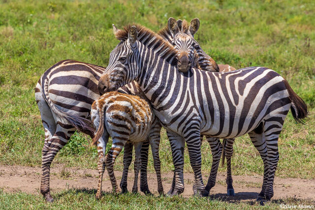 Serengeti--Zebra Huddle print