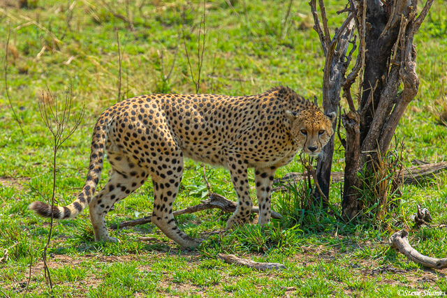 Serengeti-Cheetah on Lookout print