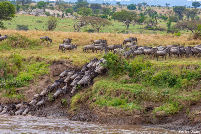 Serengeti-Climbing Out Of River print