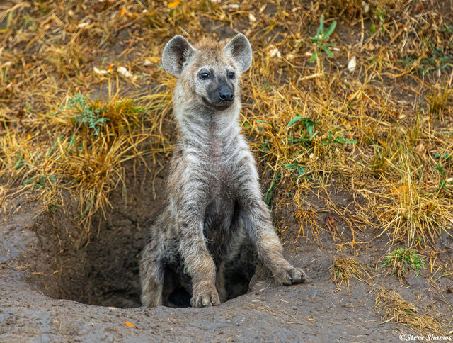 Serengeti-Hyena Den print