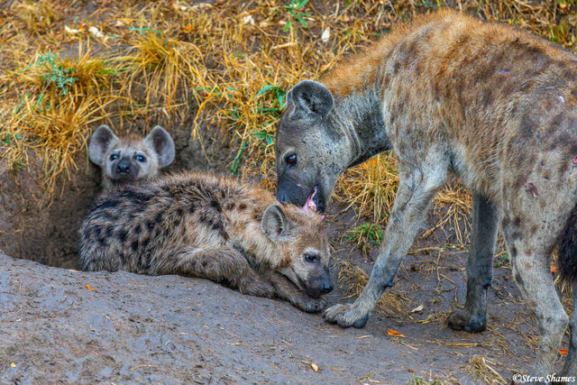 Serengeti-Hyena Licking Pup print