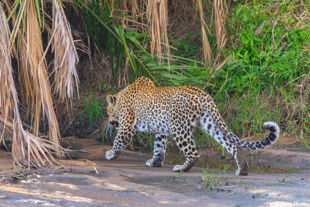 Serengeti-Leopard Slinking Away print
