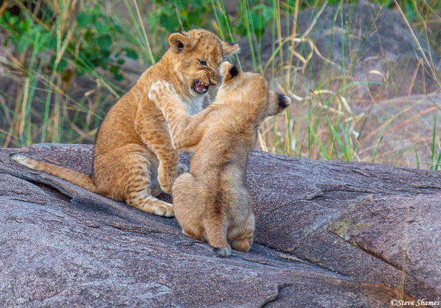 Serengeti-Lion Cubs Playing print