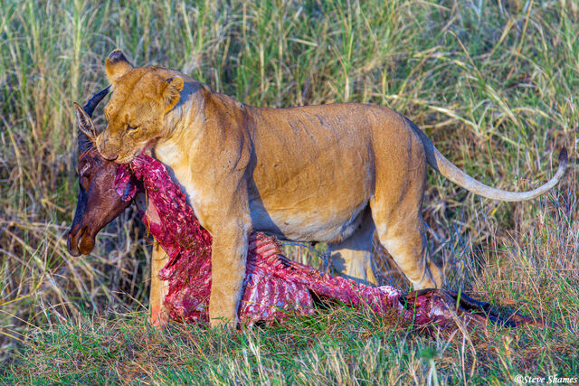 Serengeti-Lion Dragging Kill print
