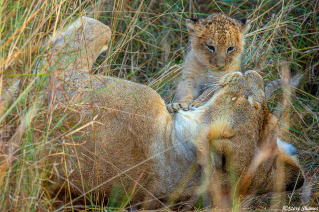 Serengeti-Lioness With Tiny Cub print