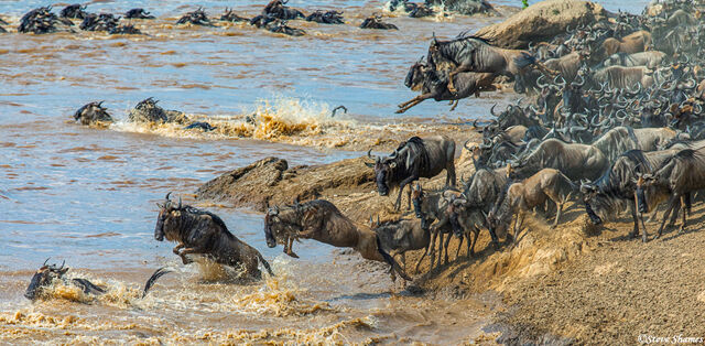 Serengeti-Mara Crossing Scene print