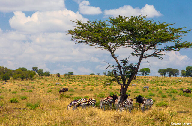 Serengeti Plains Zebra Scene print