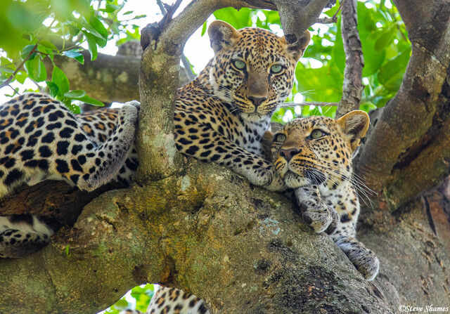Serengeti-Two Leopards print