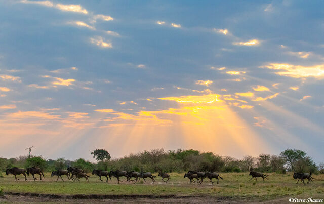 Serengeti-Wildebeest Running print