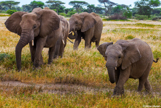 Serengeti Elephant Family print