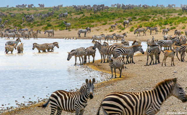 Serengeti Plains Waterhole print