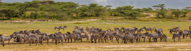 Serengeti Zebra Panorama print