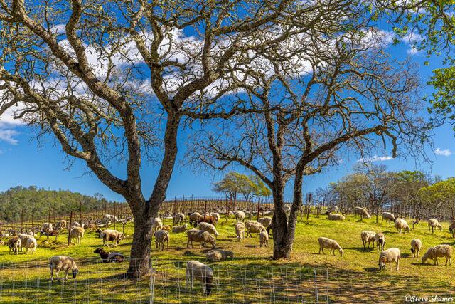 Sheep on a Hill print