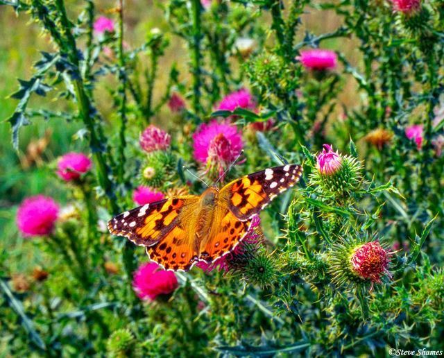 Shenandoah Butterfly print
