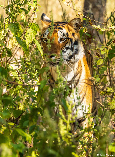 Shy Tiger in Bush print