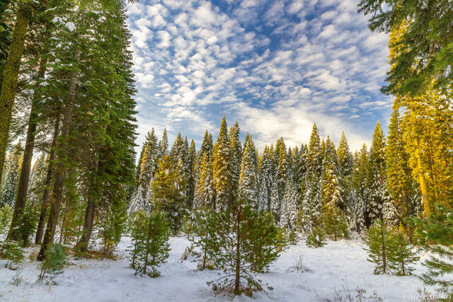 Sierra Mountains Snow print