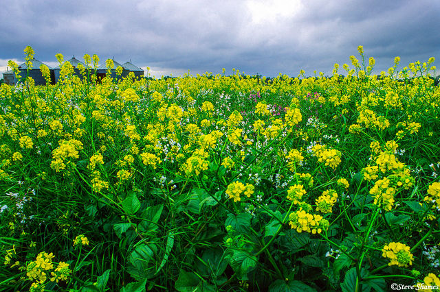 Silos in Wild Mustard print