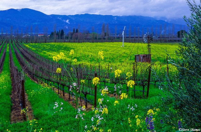 Silverado Trail Vineyard print