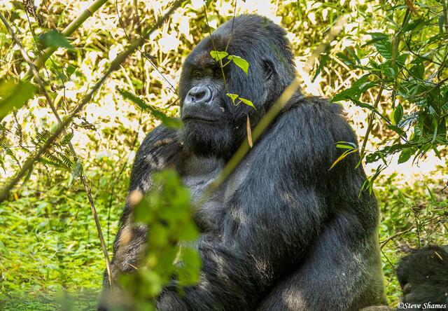 Silverback Mountain Gorilla print