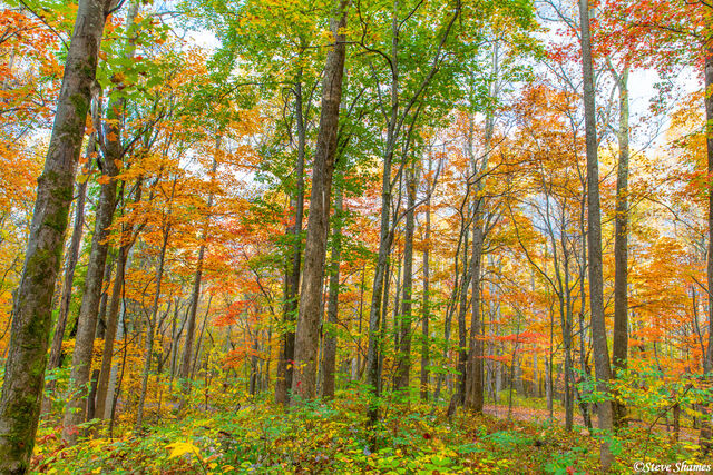 Smokey Mountains Fall Color print