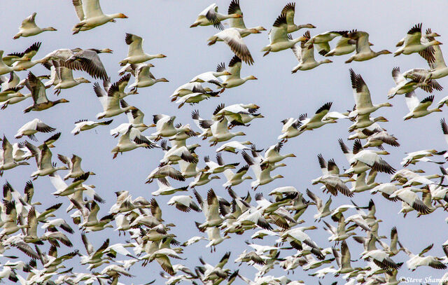 Snow Geese in Flight print