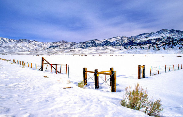 Snowy Fence Scene print