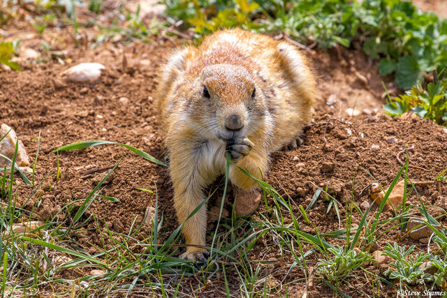 South Dakota Prairie Dog print