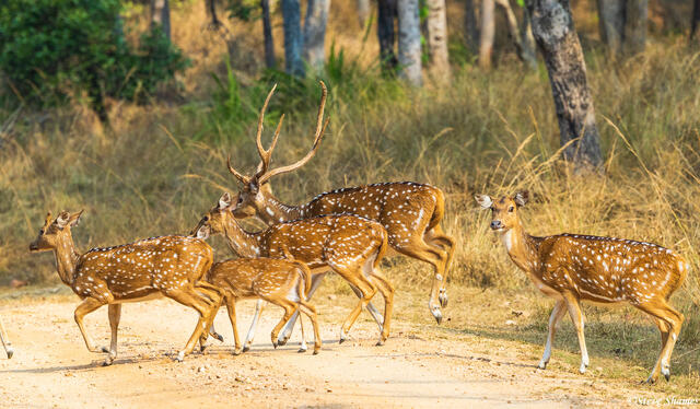 Spotted Deer Crossing Road print