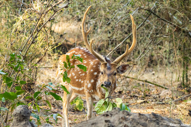 Spotted Deer Eating Leaves print