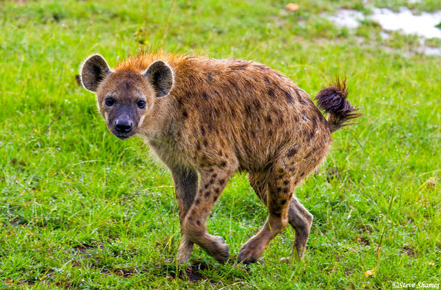 Spotted Hyena print