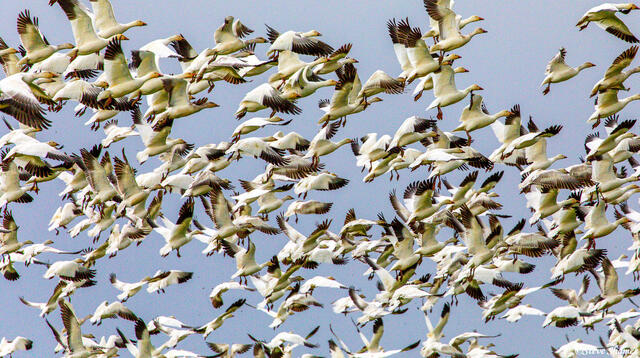 Springtime Snow Geese print