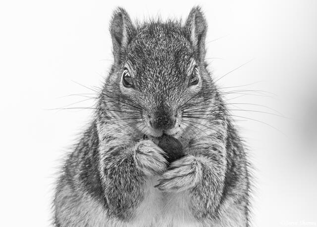 Squirrel Close Up print