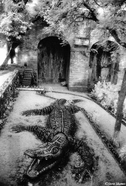 Stone Alligator in Guanajuato print