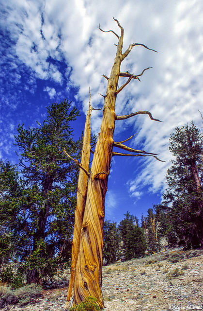 Striped Bristlecone Tree print