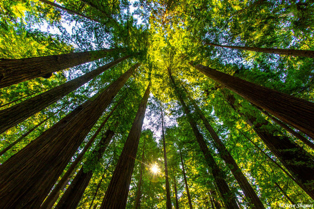Sun Through Redwoods print