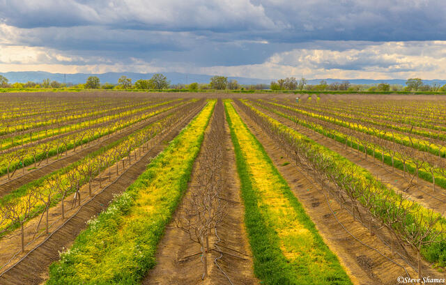 Symmetrical Orchard print