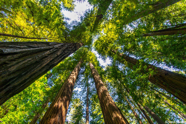 Tall Trees print