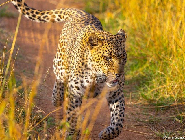 Tanzania-African Leopard print