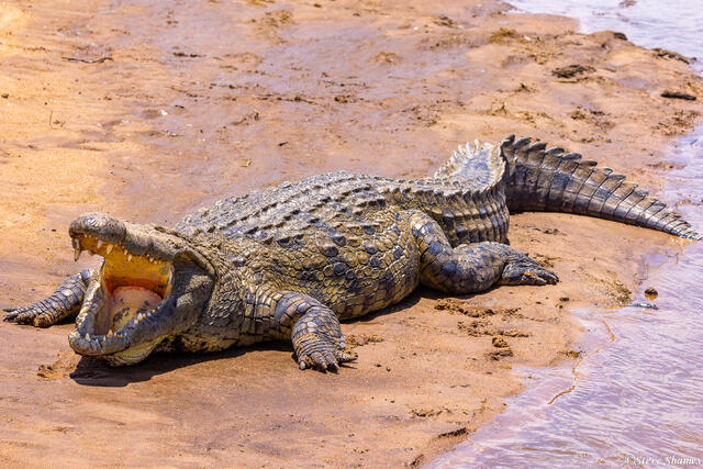 Tanzania-Big Nile Crocodile print
