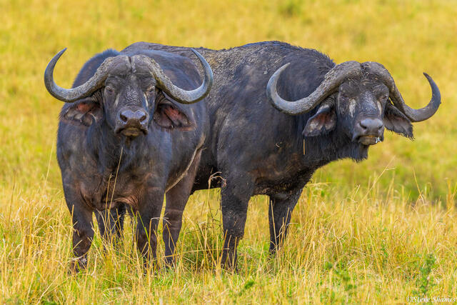 Tanzania-Cape Buffalo print