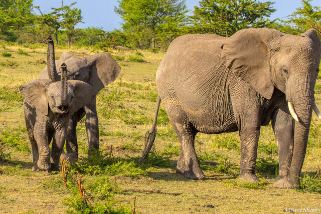 Tanzania-Elephants Trunks Up print