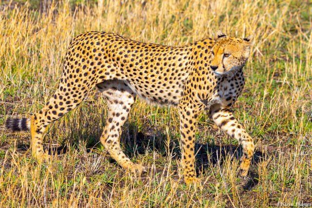 Tanzania-Hunting Cheetah print
