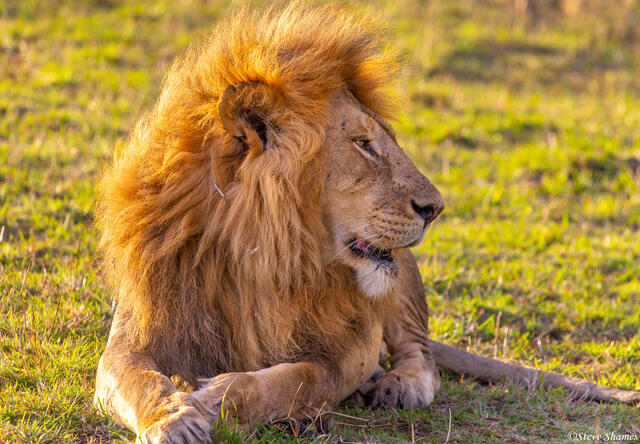 Tanzania-Lion Profile print