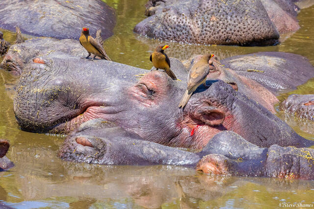 Tanzania-Oxpeckers on Hippos print