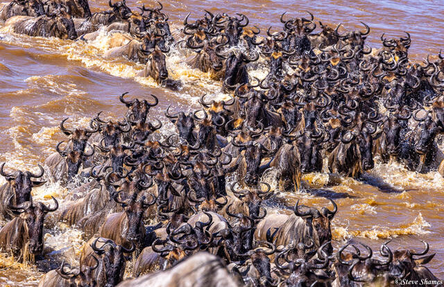 Tanzania-Wildebeests in River print