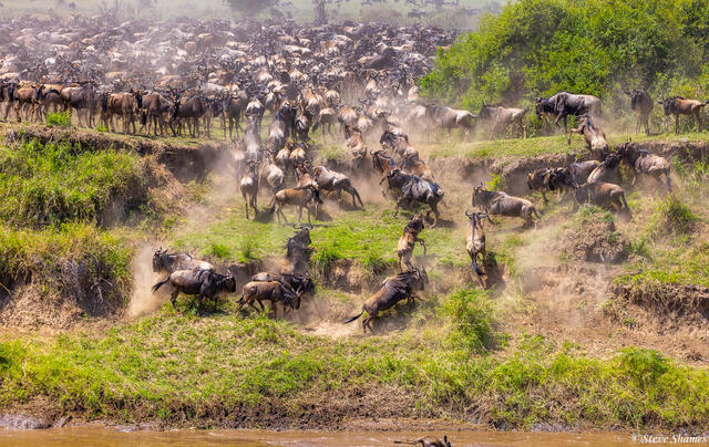 Tanzania-Wildebeests Scrambling print