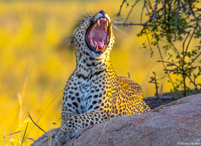 Tanzania-Yawning Leopard print